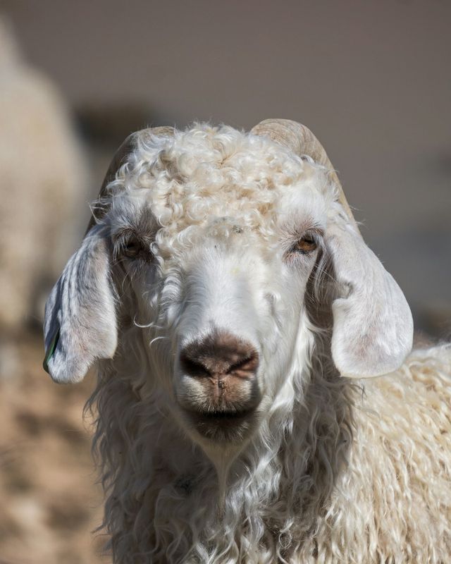 Angora goat