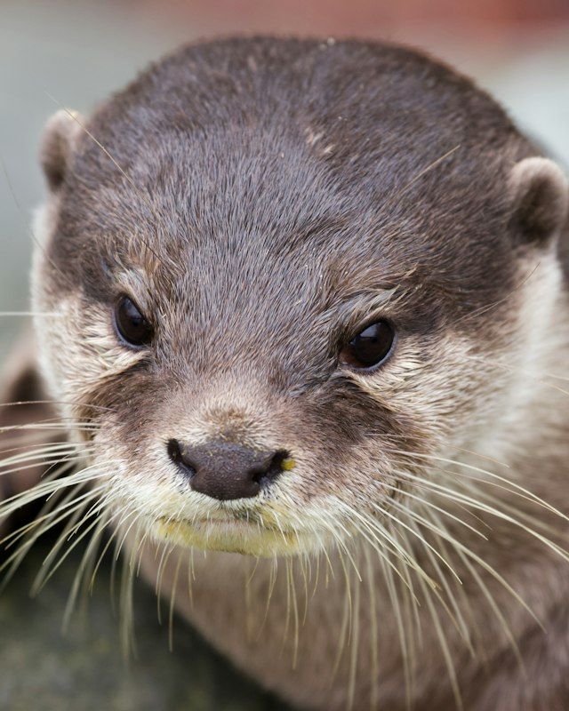 Asian small-clawed otter