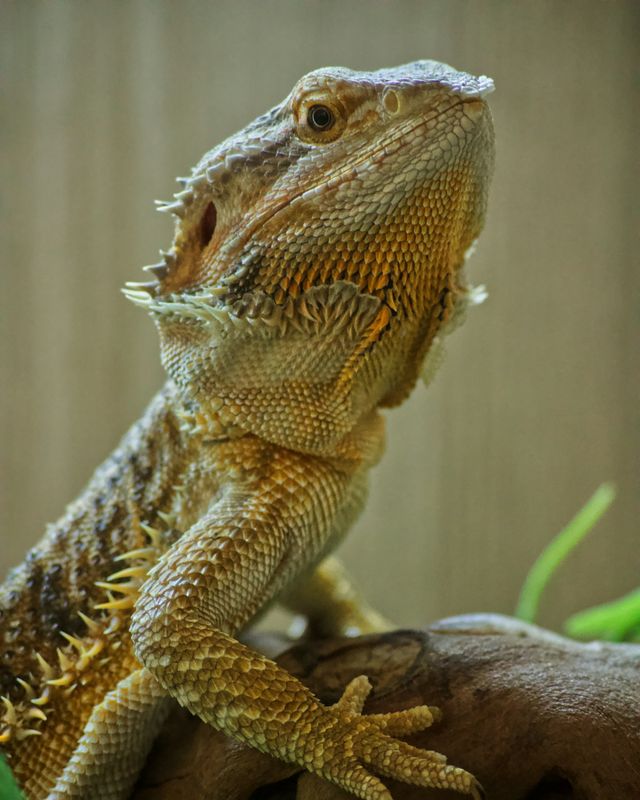Bearded dragon