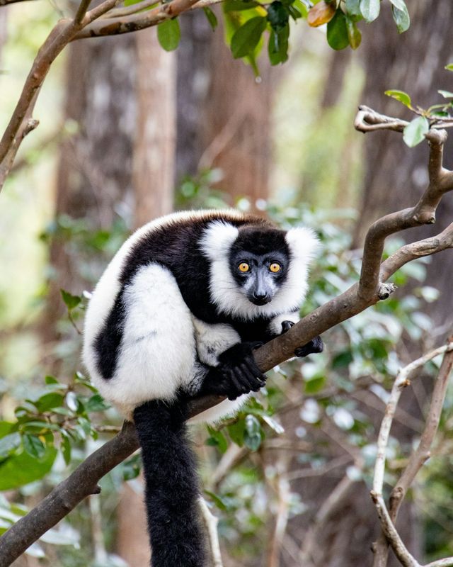 Black and white ruffed lemur