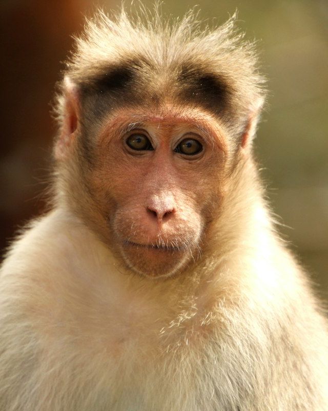 Bonnet macaque