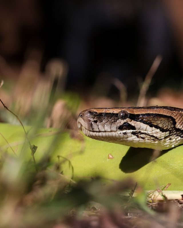Burmese python