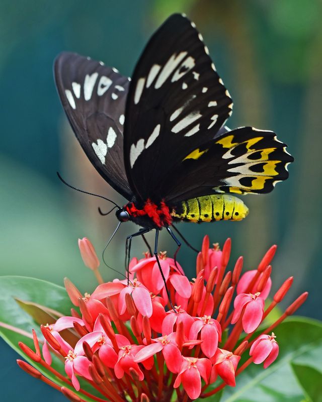 Butterflies