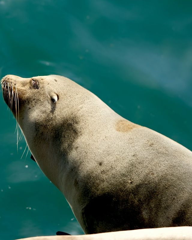 California sea lion