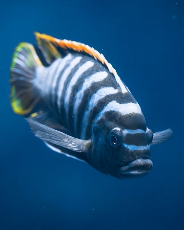 Cichlids