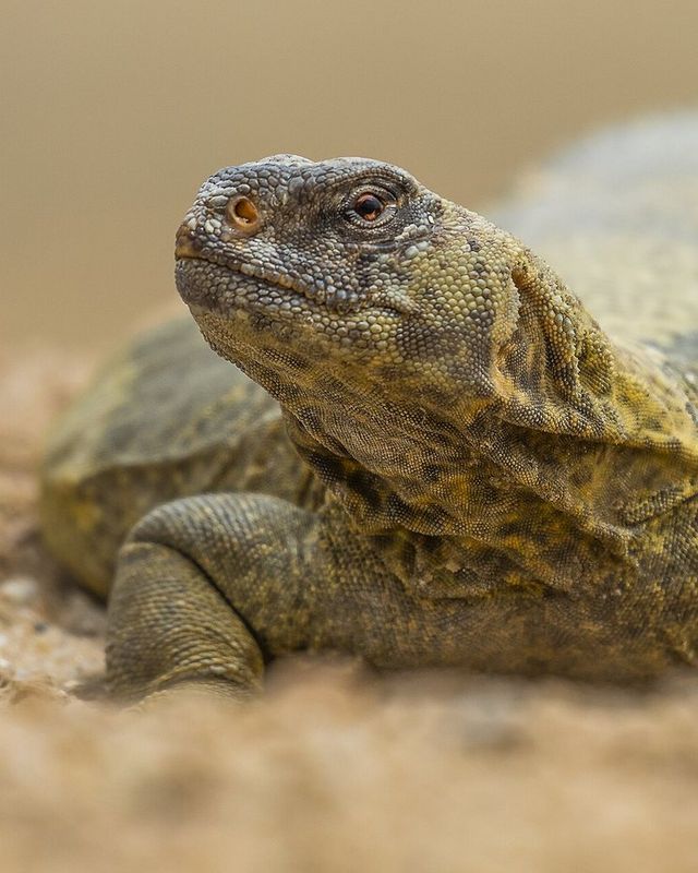 Egyptian spiny-tailed lizard