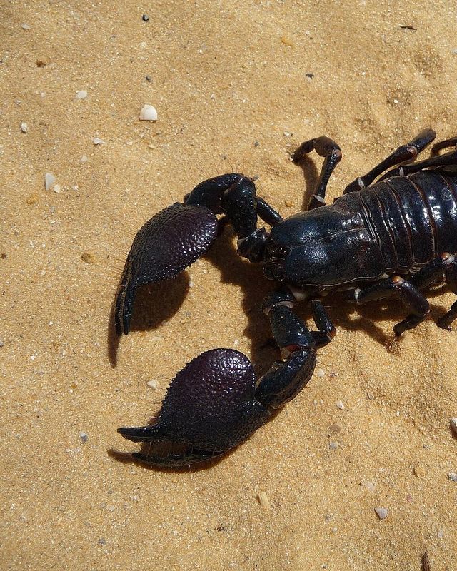 Emperor scorpion