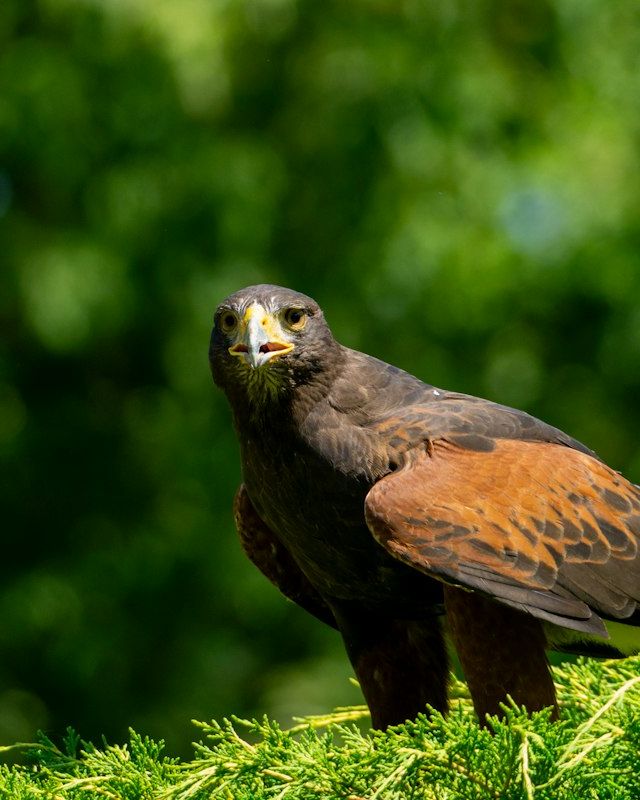 Harris's hawk