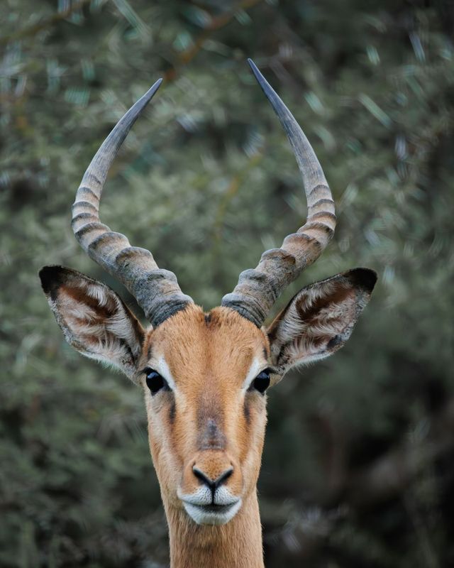 Impala