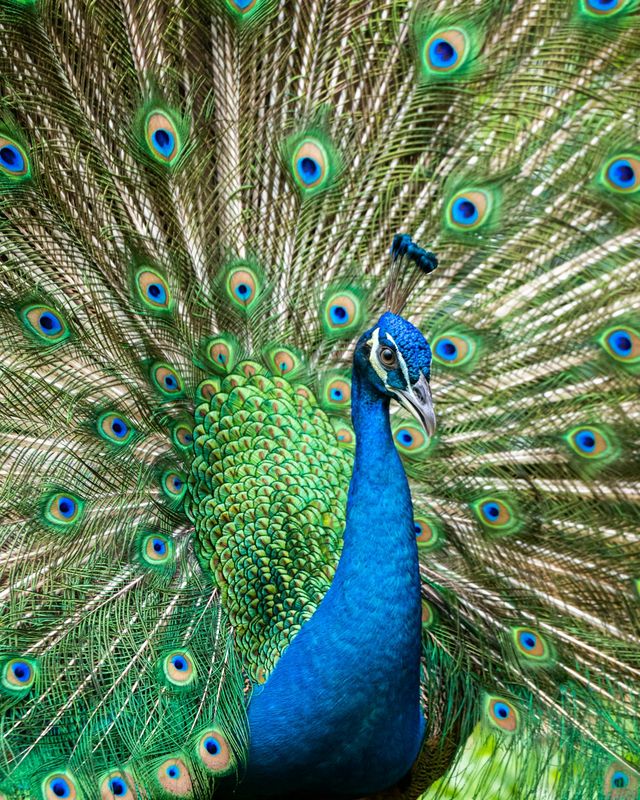 Indian peafowl
