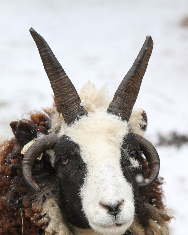 Jacob sheep