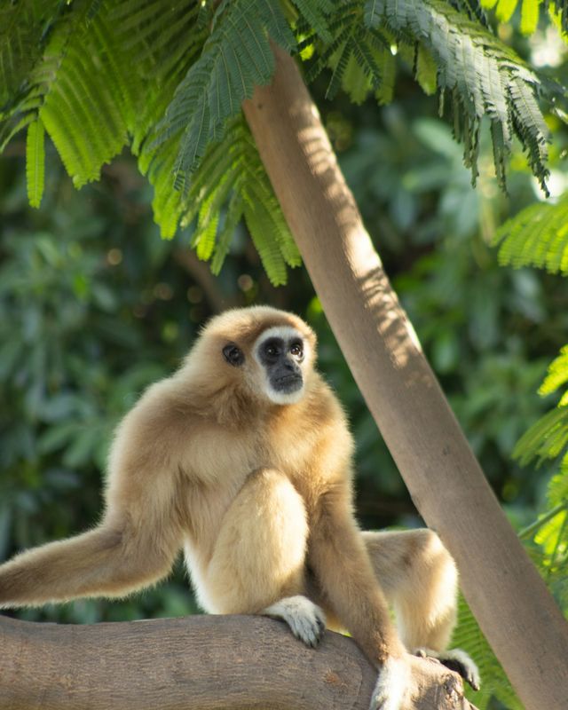 Lar gibbon