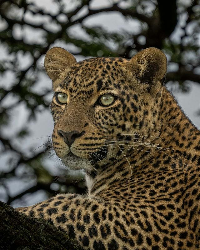 Leopard