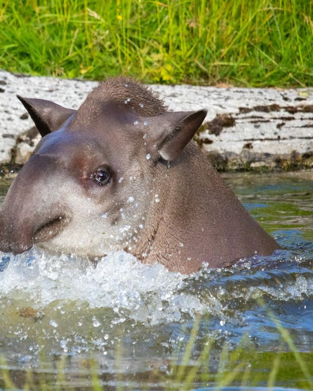 Lowland tapir