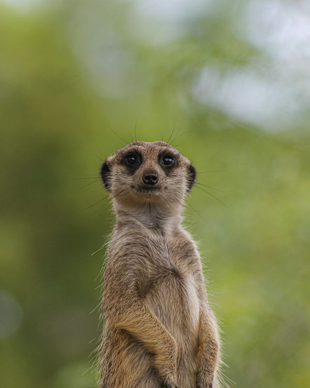 Meerkat