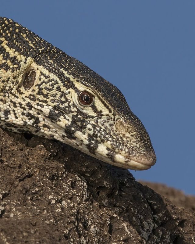 Nile monitor