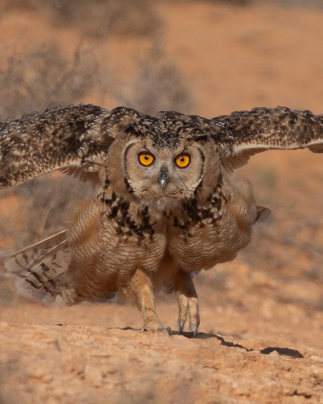 Pharaoh eagle-owl