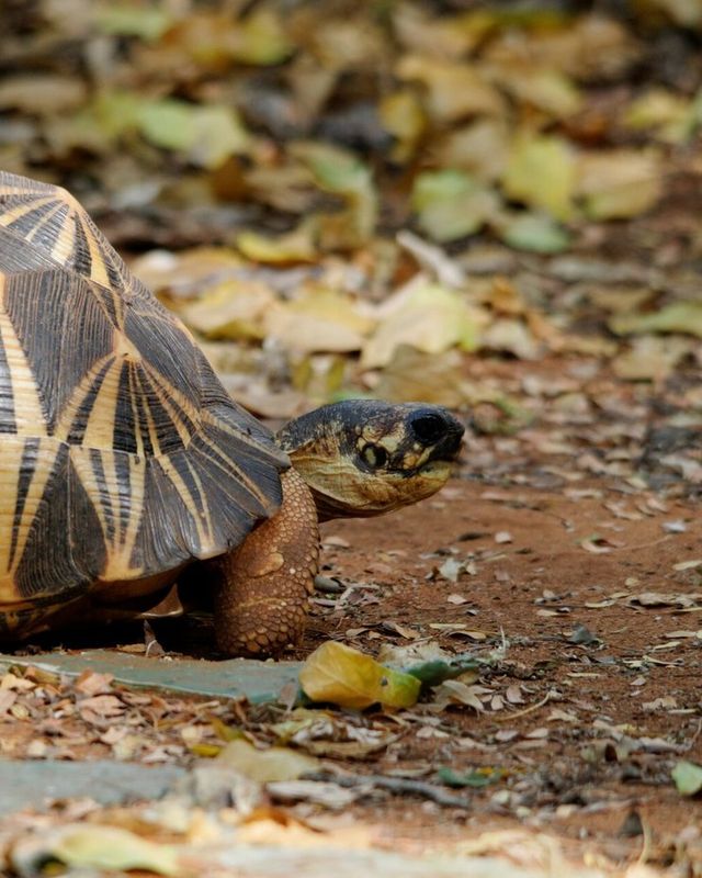 Radiated tortoise