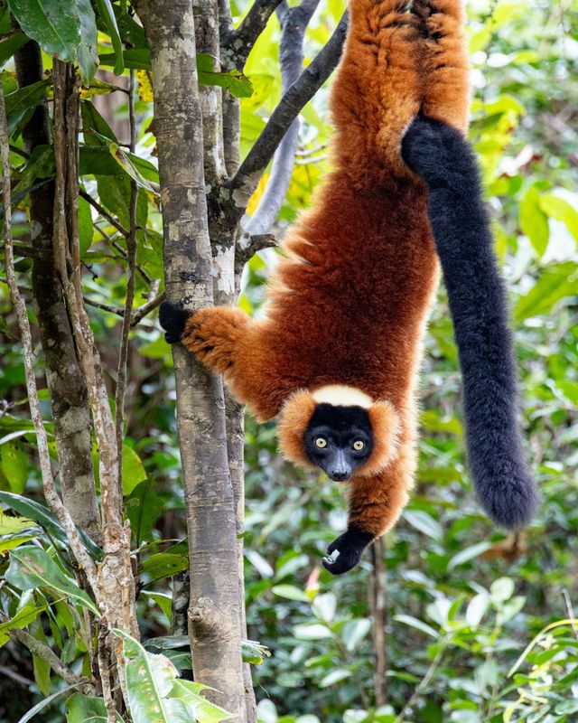 Red ruffed lemur