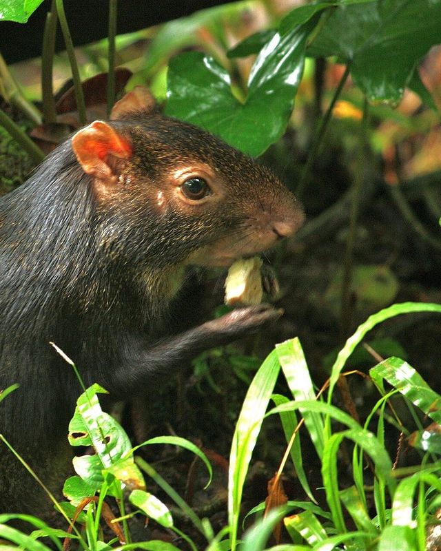 Red-rumped agouti
