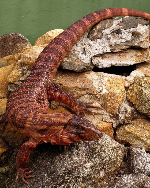 Red tegu