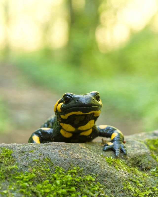 Salamanders