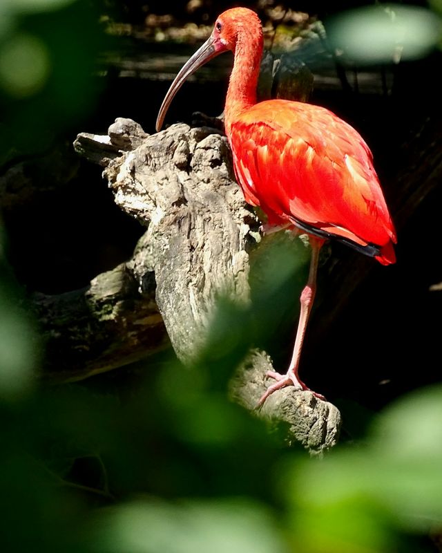 Scarlet ibis