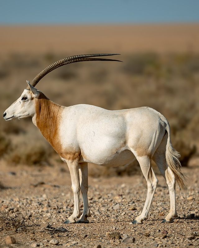Scimitar-horned oryx