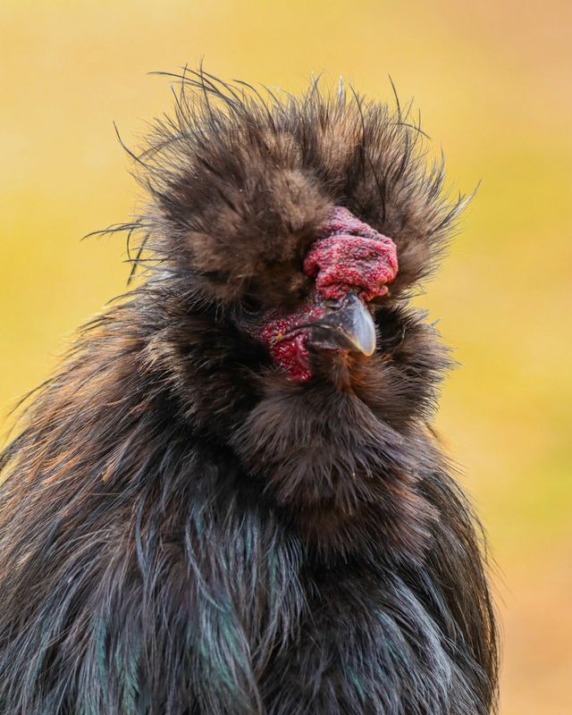 Silkie chicken