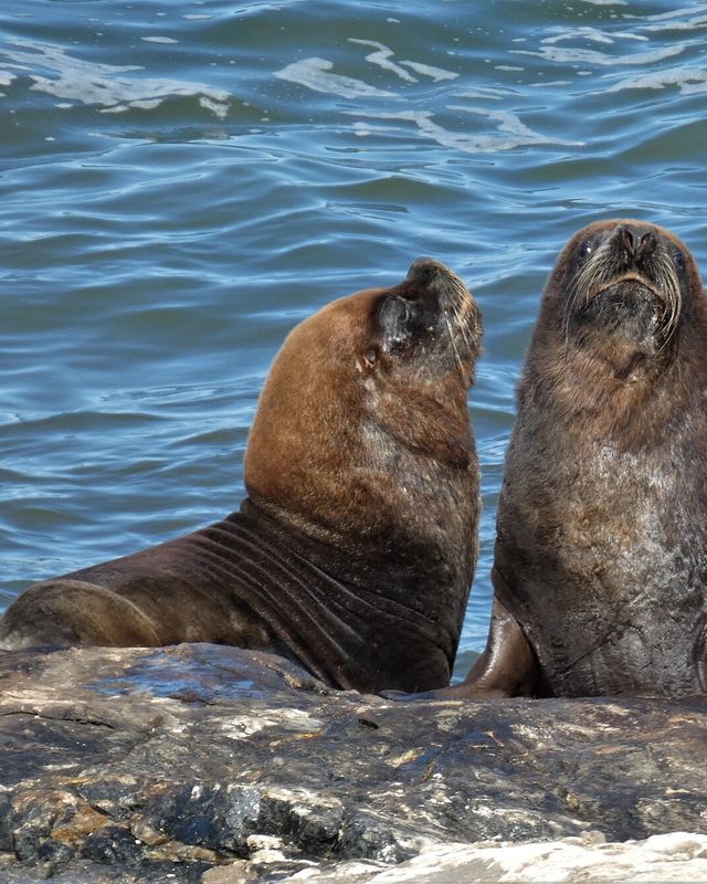 South American sea lion