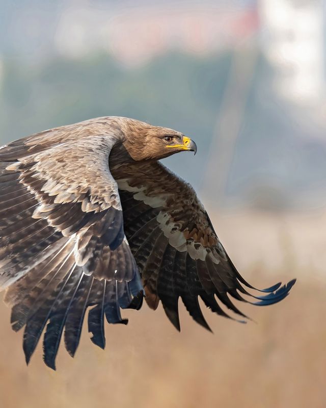 Steppe eagle