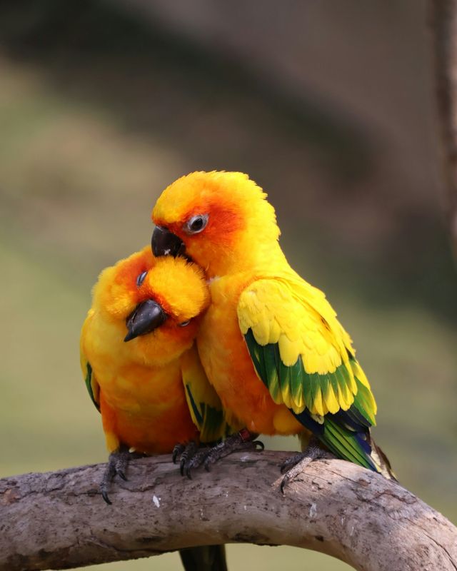 Sun conure