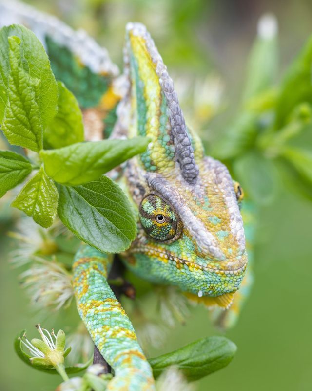 Veiled chameleon