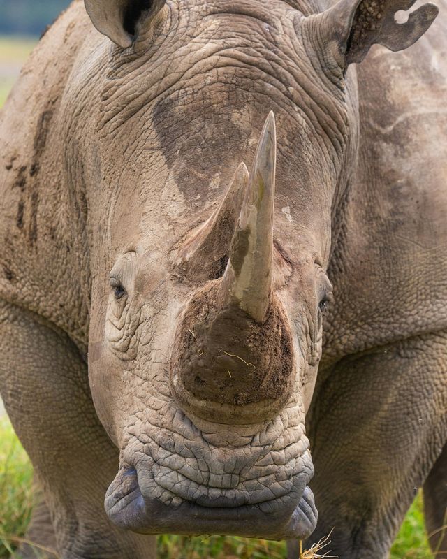 White rhinoceros
