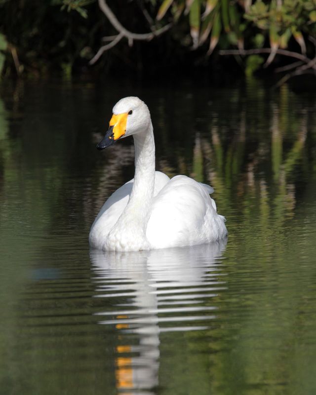 Whooper swan