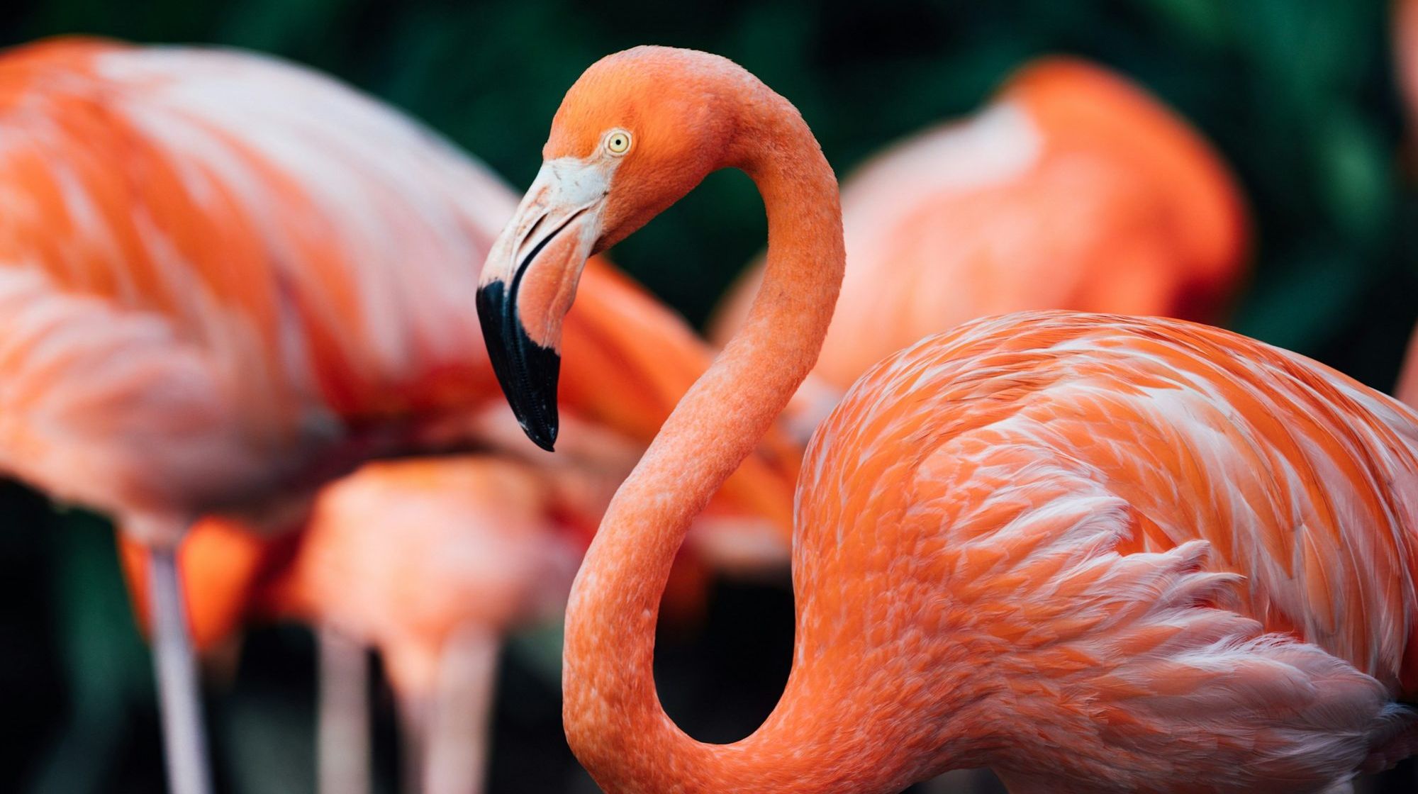 Flamingos