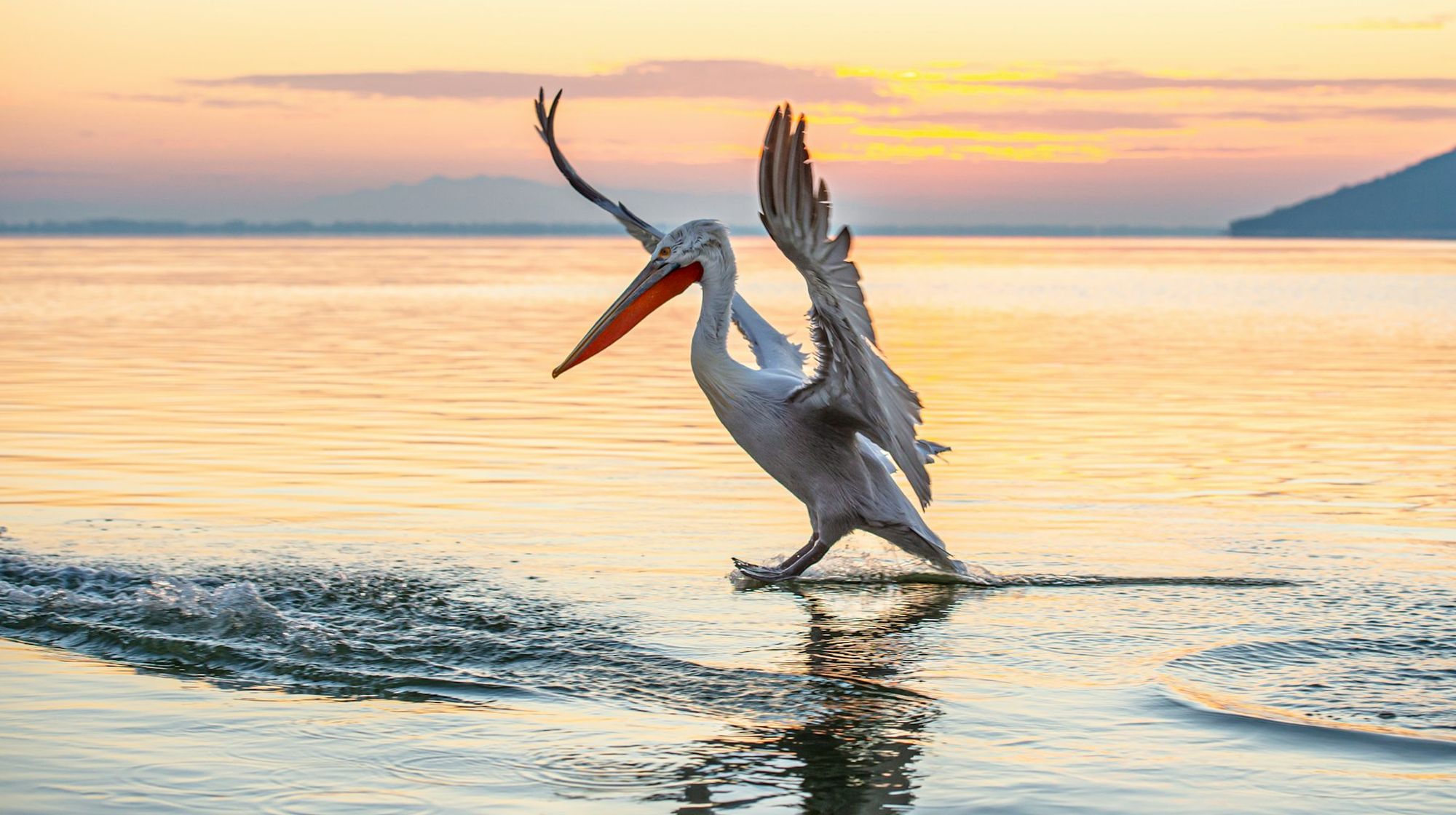 Pelicans on a lake